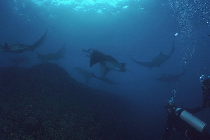 Try Dive With Manta Rays in Bali - Whats Included in the Dive