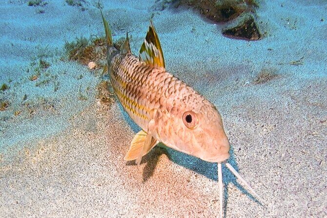 Try diving in Lanzarote Beginners 2 dives - Costa Teguise - An Honest Look at the Lanzarote Beginner’s 2-Dive Course