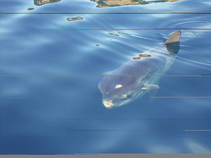 Try Diving in the Montgri Nature Reserve - Key Points