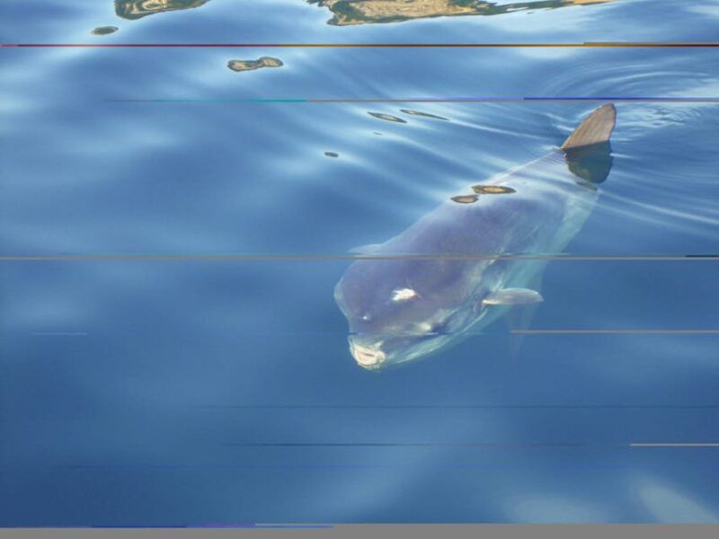 Try Diving in the Montgri Nature Reserve - Pricing and Booking