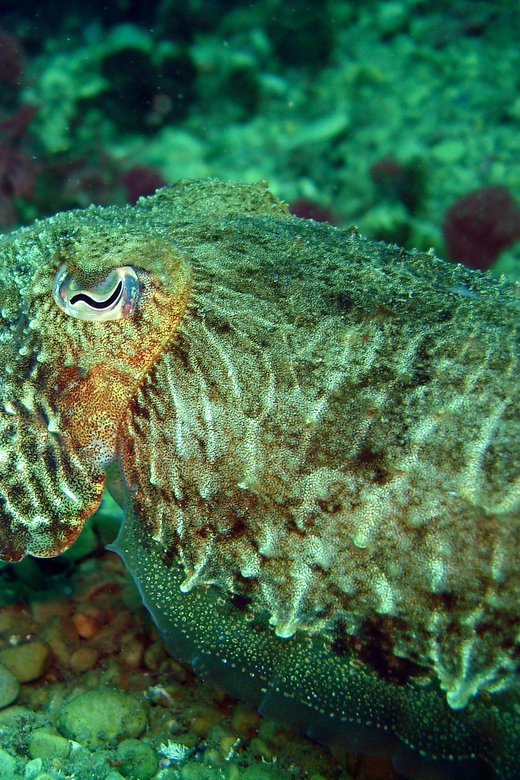 Try Diving in the Montgri Nature Reserve - Underwater Exploration