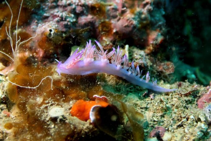 Try Diving in the Montgri Nature Reserve - Frequently Asked Questions