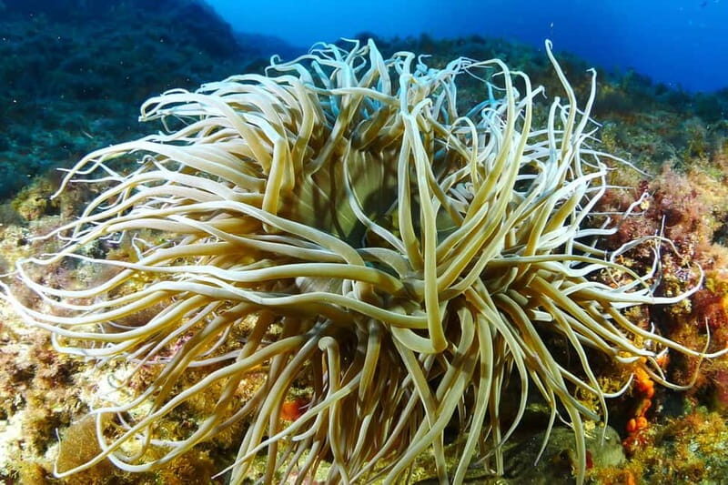 Try Scuba Diving and Snorkeling boat trip in Ibiza - What’s Included and What to Consider