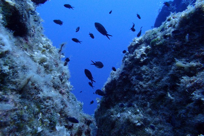 Try Scuba Diving in Lanzarote (No Experience Needed) - Discovering Lanzarotes Marine Life
