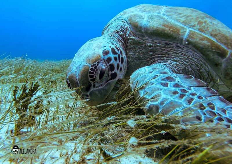 Try Scuba Diving in Playa del CarmenDive Machine Experience - The Sum Up: Is This Tour Right for You?