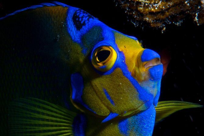 Try Scuba Diving - No previous experience! - Why This Tour Offers Great Value