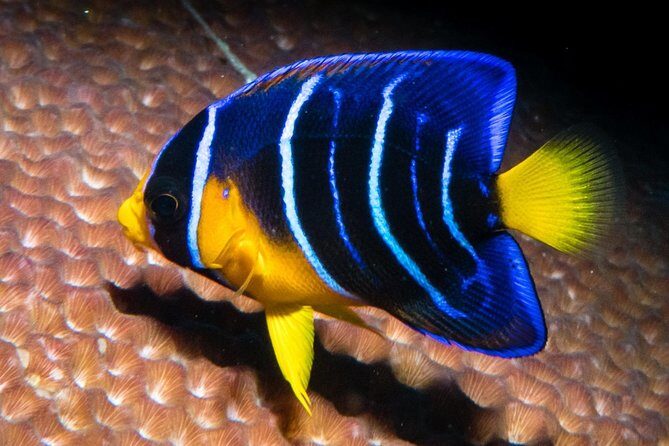 Try Scuba Diving - No previous experience! - Final Words