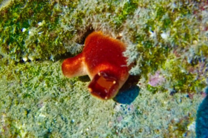 TRY SCUBA DIVING With a Dedicated Instructor - Equipment Rental and Insurance
