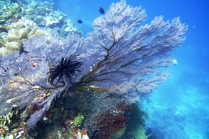 Try Scuba DIVING With BALI DIVING at TULAMBEN - Safety Measures