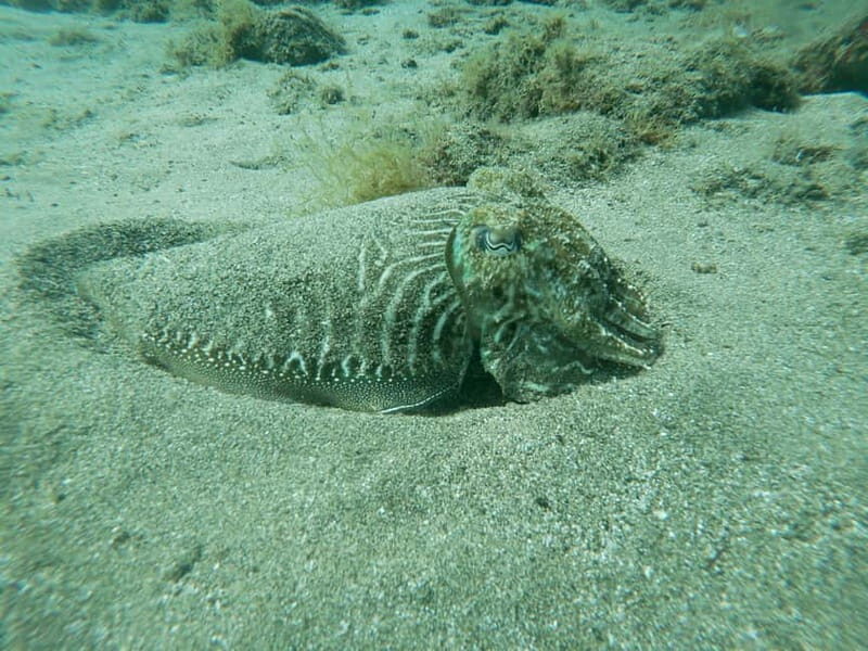 TRY SCUBA - Experience for beginners - Practical Considerations and Value