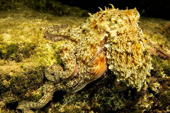 Try Scuba in Crete Free Certification & Photos (Beginners) - Who Should Book This Tour?