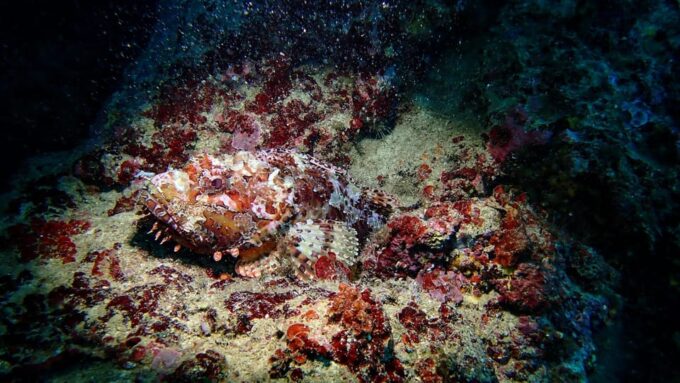 Try Scuba Menorca: Your First Underwater Breath in the Ocean - Booking and Cancellation Details