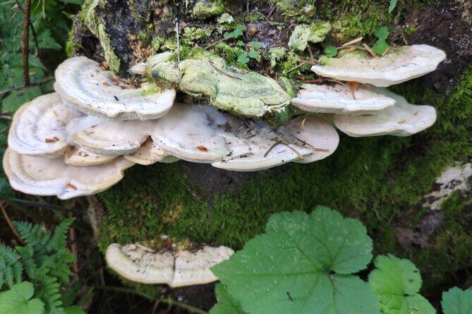 Tryon Creek Eco-tour With a Master Naturalist - The Benefits of a Naturalist-Led Tour