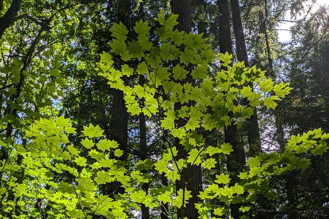 Tryon Creek Eco-tour With a Master Naturalist - Weather Considerations and Cancellation Policy