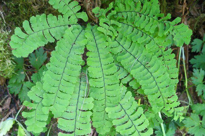 Tryon Creek Eco-tour With a Master Naturalist - Authentic Experiences and Real Feedback