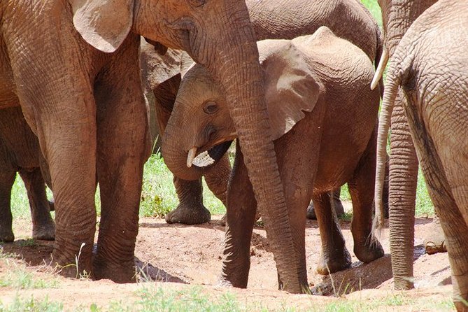 Tsavo East Amboseli and Tsavo West Safari 4 Days Starting Malindi - Frequently Asked Questions