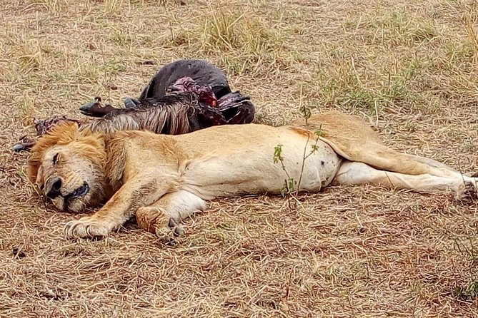 Tsavo National Park Small Group Day Trip - Accessibility and Participation Guidelines