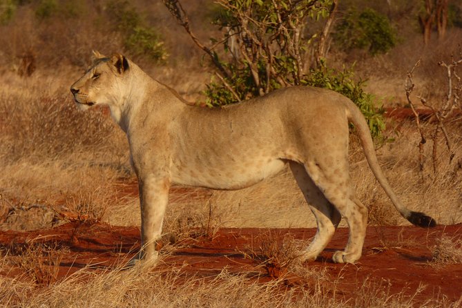 Tsavo National Park Small Group Day Trip - Tips for a Great Experience