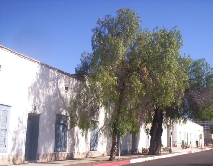 Tucson Downtown: Self-Guided Audio History Walking Tour - Discovering Local Culture