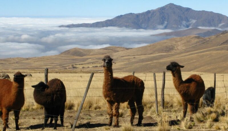 Tucumán: Tafí Del Valle Full Day Tour - Transportation Logistics