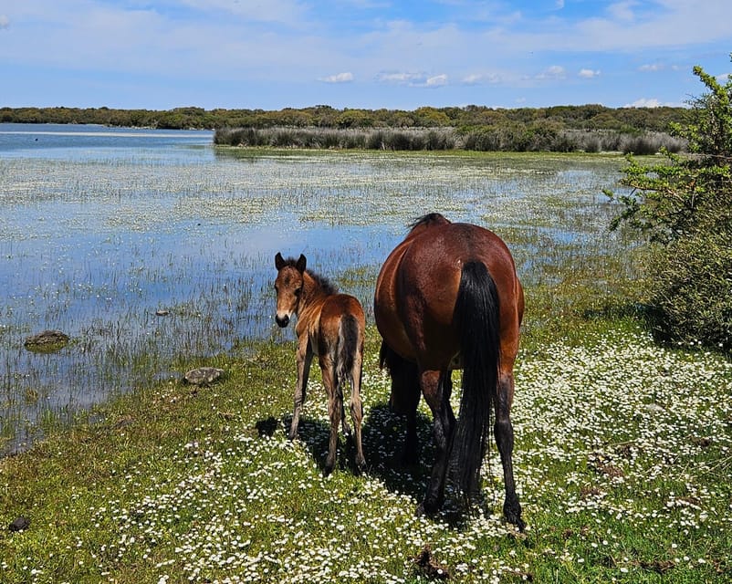 Tuili: Wild Giara Tour - Exploring the Giara Di Tuili