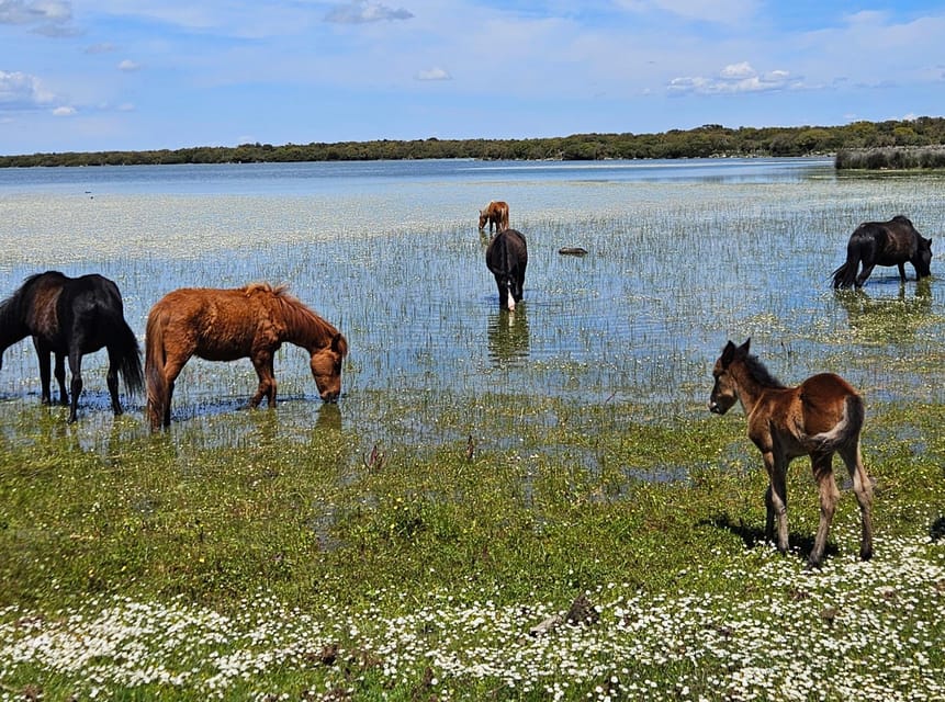 Tuili: Wild Giara Tour - Navigating the Scenic Landscape