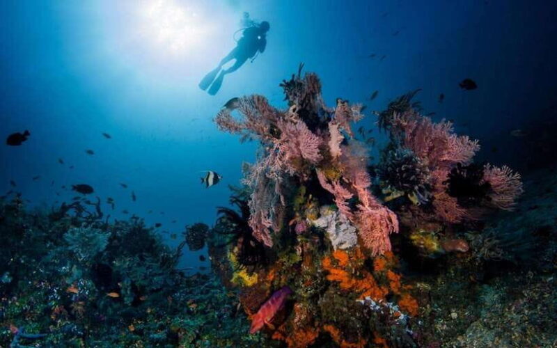 Tulamben: Underwater Paradise Scuba Diving Experience - Whats Included and Whats Not