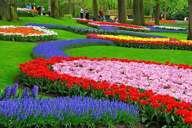 Tulip Experience and Keukenhof Flower Gardens Tour From Amsterdam - Climate-Controlled Transportation With Amenities