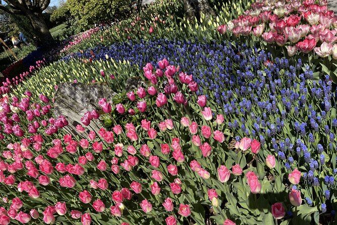 Tulip Festival in Skagit Valley Tour From Seattle - Highlights and Inclusions