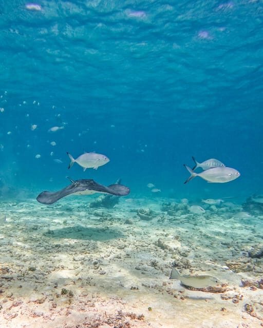 Tulum: 2-Hour Snorkeling in Two Spots of Tulum's Reef - Frequently Asked Questions