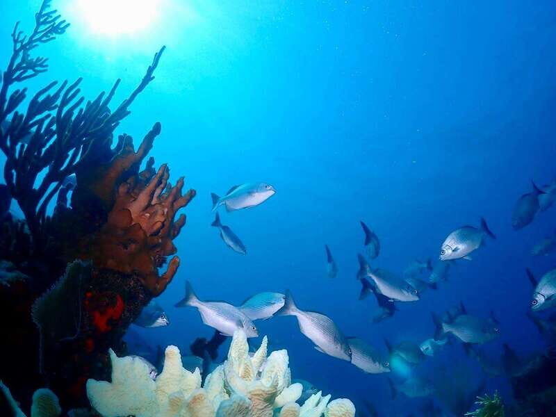 Tulum: 2 Tank Reef Diving - Introduction