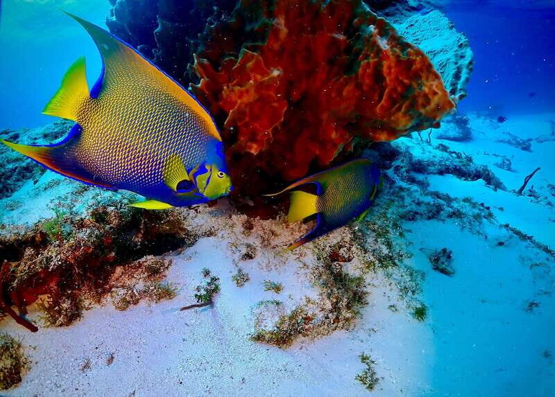 Tulum: 2 Tank Reef Diving - What’s Included and What’s Not