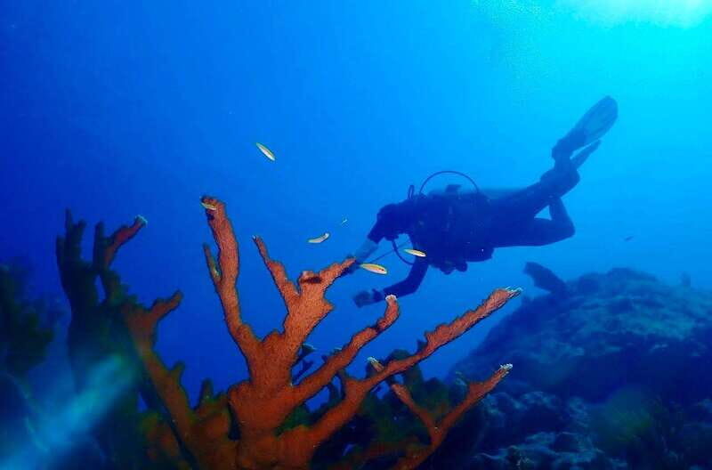 Tulum: 2 Tank Reef Diving - The Experience Provider: Mexidivers