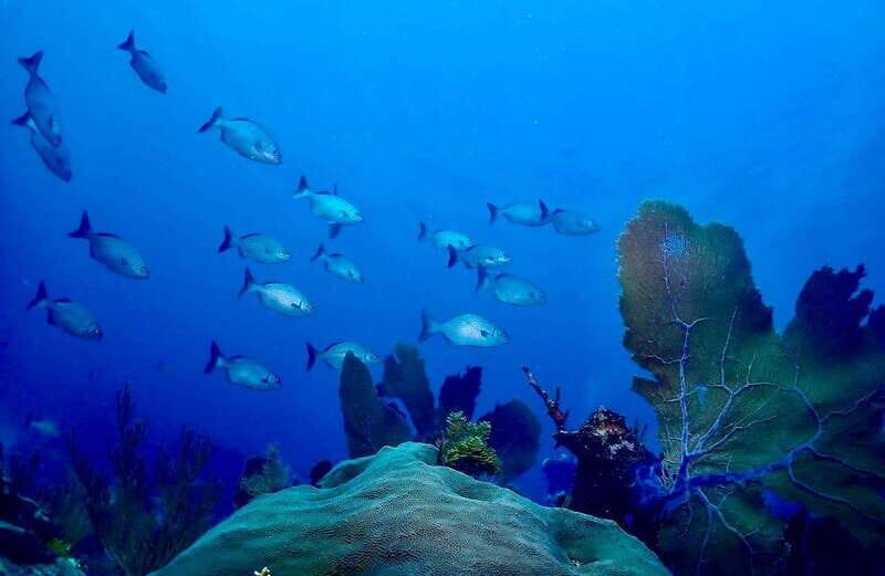 Tulum: 2 Tank Reef Diving - Why This Tour Is Worth Considering