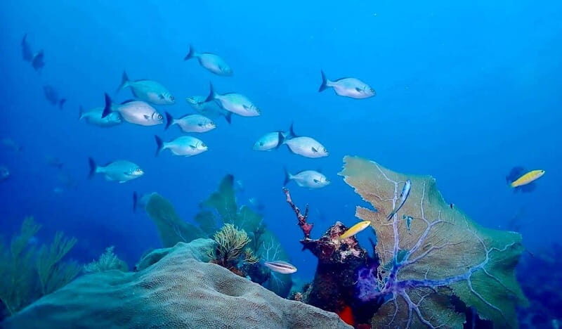 Tulum: 2 Tank Reef Diving - The Sum Up