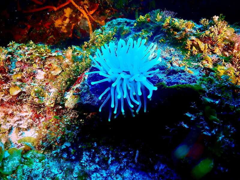 Tulum: 2 Tank Reef Diving - FAQ