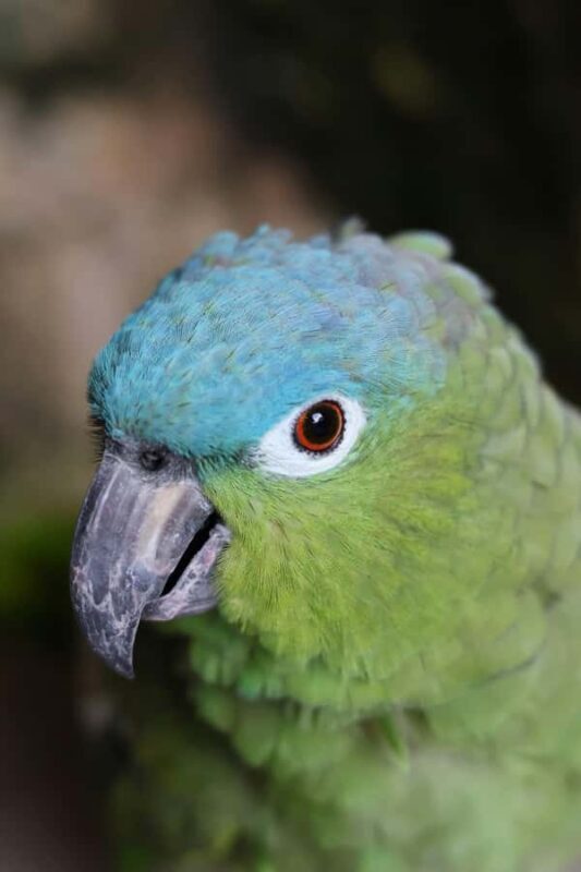 Tulum, 4 Cenotes, and Playa del Carmen - Key Points