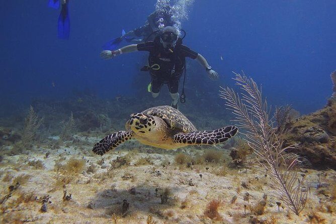 Tulum Akumal Snorkel Tour and 4 Cenotes Small Group All Fees Incl - Key Points