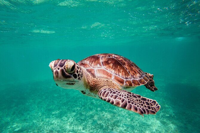 Tulum & Akumal: Swim with Turtles from Riviera Maya - A Full-Day Dive into Tulum, Akumal, and Cenotes