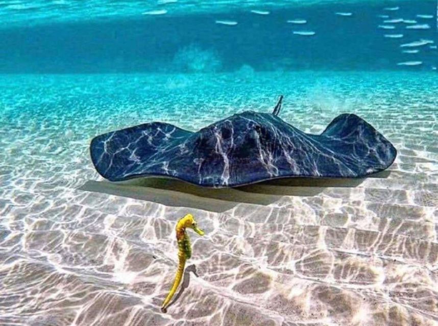Tulum: Akumal Turtles and Underground Cenote Swim Tour - Booking and Cancellation Policy