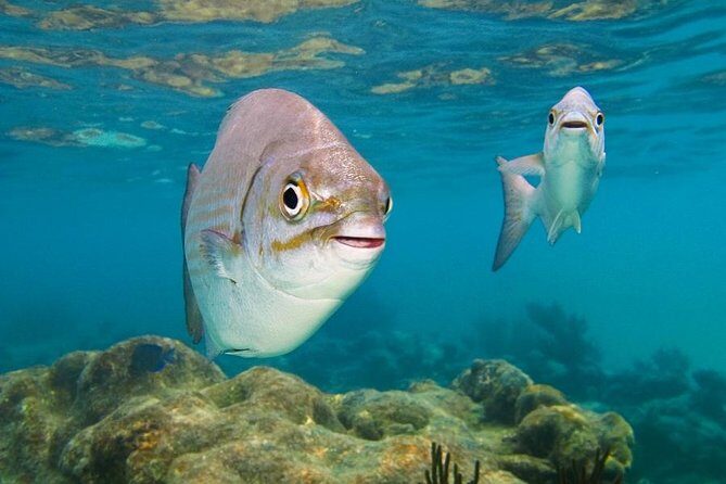 Tulum and Turtles Experience - The Sum Up: Who Will Appreciate This Tour?