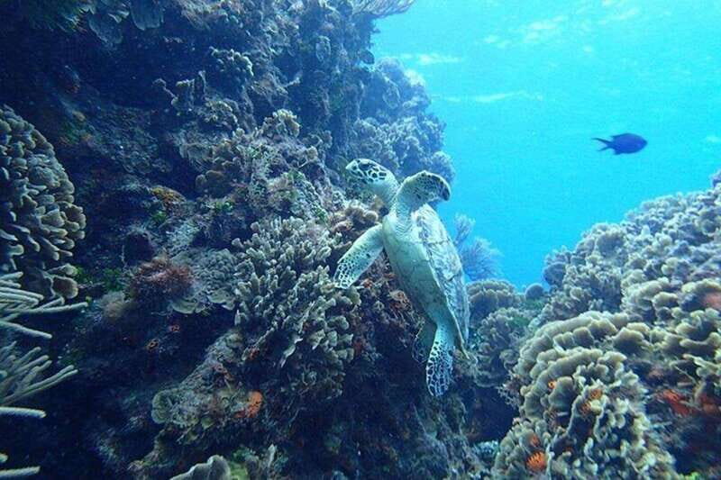 Tulum: Cozumel Cielo Snorkel Adventure from Cancun - The Sum Up