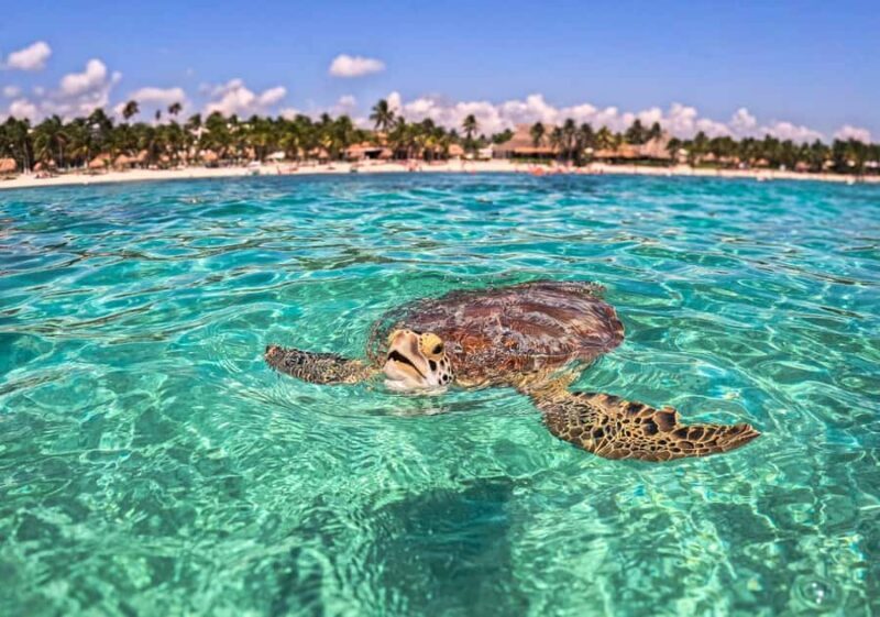 Tulum Jaguar Park Day Pass: snorkeling, lunch at the beach, and exploring the area - FAQs About the Tulum Jaguar Park Day Pass