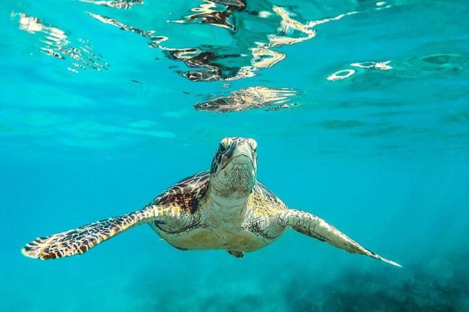 Tulum: Mayan Ruins and Snorkeling Adventure - Key Points