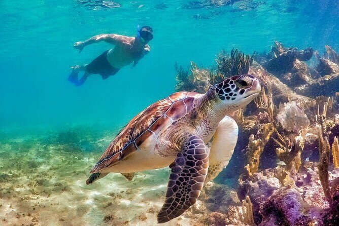 Tulum Mayan Ruins and Snorkeling with Turtles at Akumal - Practical Tips for Participants
