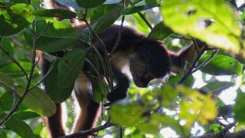 Tulum: Monkey Sanctuary Adventure - FAQs