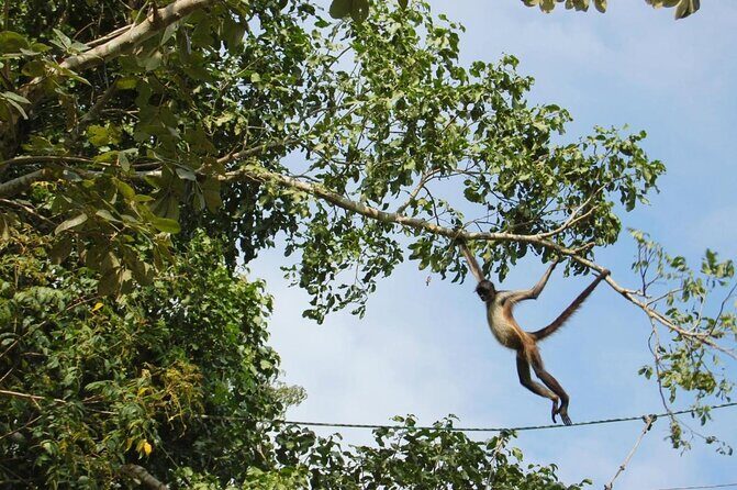 Tulum Monkey Sanctuary Tour Punta Laguna - Key Points