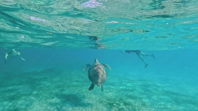 Tulum Platinum Tour with Akumal Turtles & Nohoch Cenote - Swimming with Turtles in Akumal’s Calm Waters
