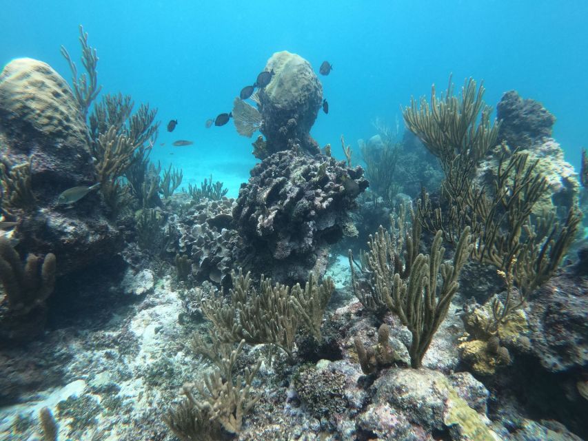 Tulum: Private Snorkel and Sailing Experience - Important Considerations