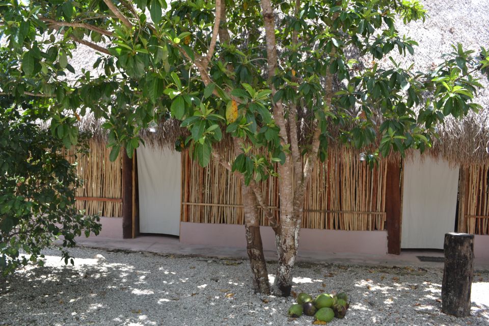 Tulum: Raw Honey & Chocolate Tour With Vegan Lunch & Cenote - Melipona Bee and Unique Honey